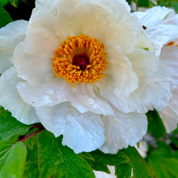 Meet your Posher, Jen - Picture 1 of 1